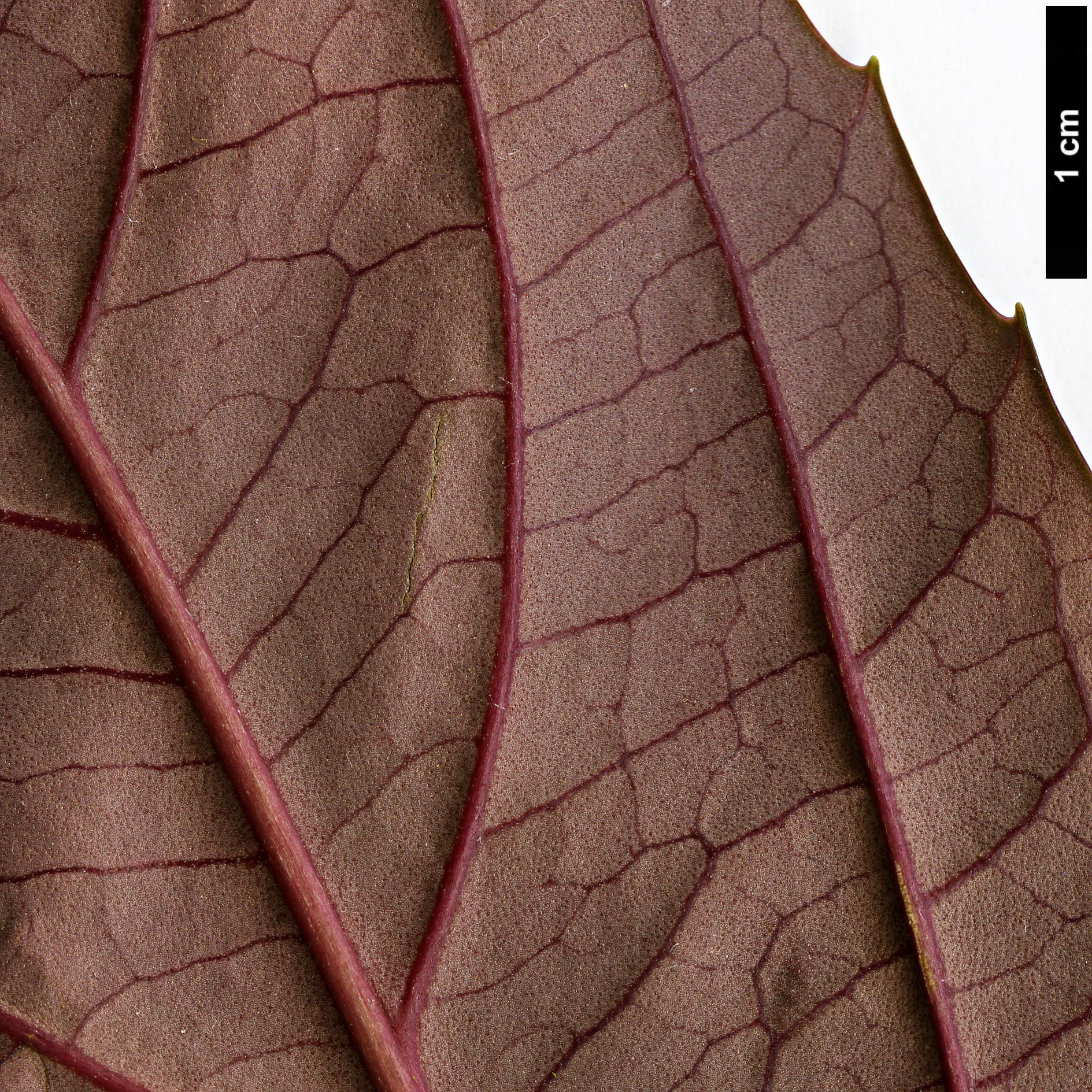 High resolution image: Family: Adoxaceae - Genus: Viburnum - Taxon: WWJ 12012